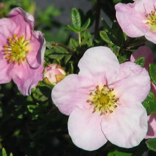3 x Potentilla Fruticosa Princess (= 'Pink Queen')- Strauch-Fingerkraut 'Princess' 20-25 cm im Container