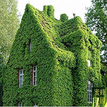 3: 30 pc Sequoia rossa Semi Piante Sequoia sempervirens albero in vaso per la casa e giardino fresche di Air giardino domestico di DIY 3