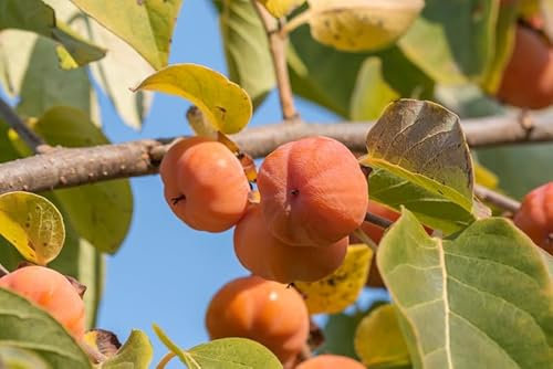 Kaki Halbstamm`Rojo Brillante´, Diospyros kaki, 150-180cm im Topf