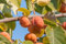 Kaki Halbstamm`Rojo Brillante´, Diospyros kaki, 150-180cm im Topf