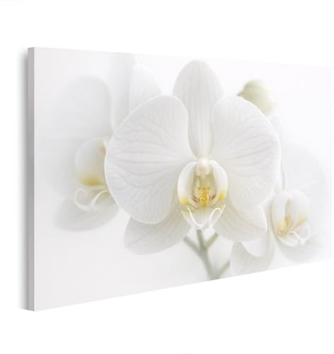 islandburner Bild auf Leinwand Elegante weiße Orchidee mit sanfter Beleuchtung Wandbild - Edition S1