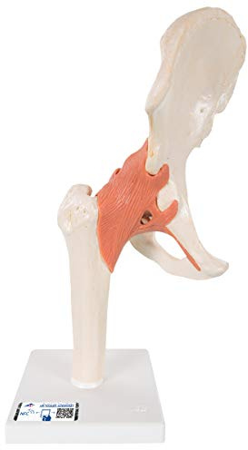 3B Scientific® Funktionales Hüftgelenkmodell Deluxe – Menschliches Hüftanatomie-Modell mit flexiblen Bändern, Langlebiges PVC + Smart Anatomy App (5 Jahre Garantie)