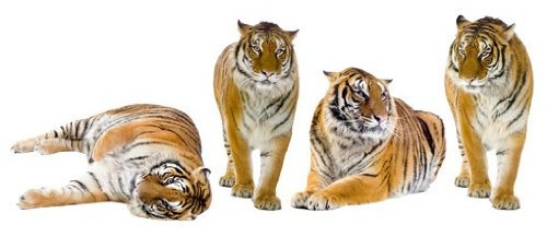 Wandtattoo No.167 Tiger Set II Tiger Tier Savanne Afrika Katze Tiger