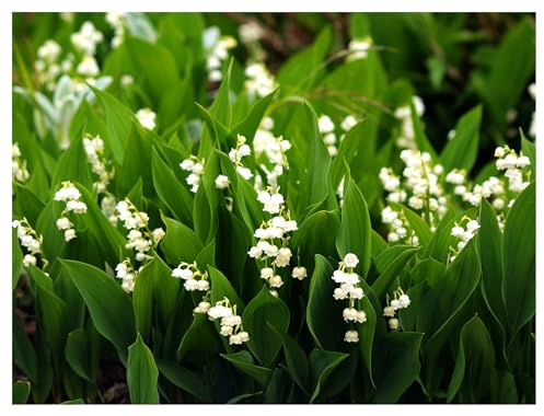 Stauden Gänge 1 x Convallaria majalis Maiglöckchen winterhart | Winterharter Bodendecker für Halbschatten bis Schatten, Blüte April bis Juni, mehrjährig, 9x9 cm Topf