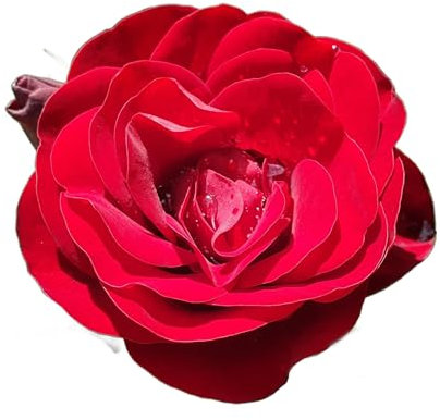 Floribunda Rose Plants, 'Lili Marlene', 1 x Full Plant in a 5 Litre Pot, Rose Bush, Garden Ready and Ready to Plant, Premium Quality Roses