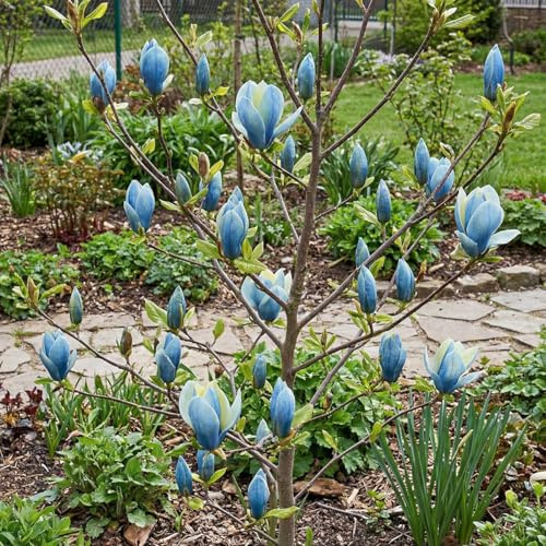 Bloomique – Magnolie 'Blue Opal' – Wunderbaum – Gartenpflanze – Winterhart – 40–60 cm hoch – Topf 19 cm
