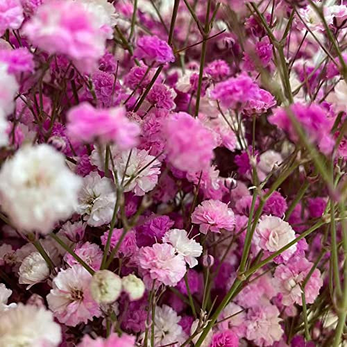 schleierkraut samen rosa mehrjährig - Gypsophilia paniculata - wildblumensamen winterharte balkonpflanzen zimmerbonsai bonsai blumensamen hochzeit gastgeschenk 550 Stück