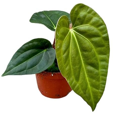 Anthurium Regale X Luxurians - Flamingoblume - Zimmerpflanze - Ø10,5cm - ↑15cm