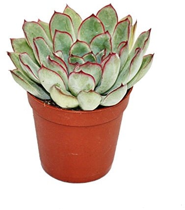 Echeveria pulidonis kleine Pflanze 5,5cm Topf