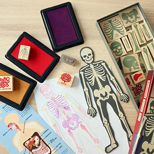 Anatomie Holzstempel Set mit 21 Stempeln, Stempelkissen und Vorlage