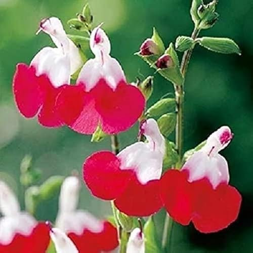 Salvia 'Hot Lips' Perennial Garden 9cm Pot Plants Pack x3