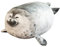 Siegel Plüschtier,30cm Siegel Kuscheltie Tier Kissen Niedliche Tier Puppe Flauschiges Stofftier,Niedliche Cartoon Robbe Kissen Gefüllt Plüsch Plüschtier Umarmungskissen Plüschkissen Spielzeug Geschenk
