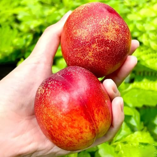 5 pcs peach samen obst samen pfirsichbaum stauden gartendeko geschenk pflanzen samen winterharte stauden pflanzen garten pfirsichbaum winterhart obstbäume bio saatgut obstbäume kaufen