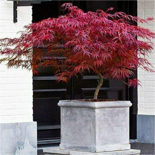 Acero Rosso Giapponese Acero Palmatum Dissectum Firecracker in vaso ø20 cm Vivaio di Castelletto