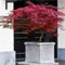 Acero Rosso Giapponese Acero Palmatum Dissectum Firecracker in vaso ø20 cm Vivaio di Castelletto