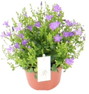 Campanula Dolc'Amore - 22cm - Ø12cm - Pianta da giardino