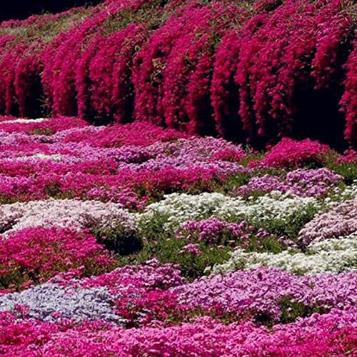 Haloppe 500 Stücke Aubrieta Blumen Pflanzen Samen für Hausgarten Pflanzen, Blumensamen Mini Aubrieta Samen für Balkon Aubrieta-Samen
