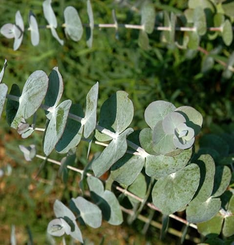 Eukalyptus Baby Blue 40-60cm - Eucalyptus - lebende Gartenpflanze aus den Baumschulen