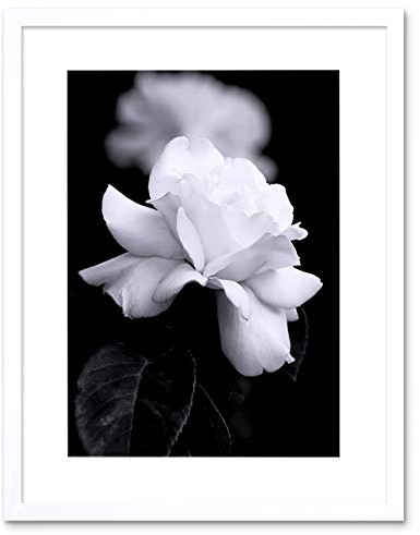 Wee Blue Coo Photo Nature Black White Rose Petal Flower Framed Wall Art Print