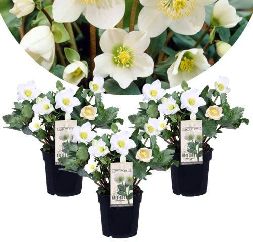 Plant in a Box - Helleborus niger Mont Blanc - 3er Set - Christrosen Winterhart - Gartenpflanzen - Topf 12cm - Höhe 20-30cm