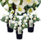 Plant in a Box - Helleborus niger Mont Blanc - 3er Set - Christrosen Winterhart - Gartenpflanzen - Topf 12cm - Höhe 20-30cm