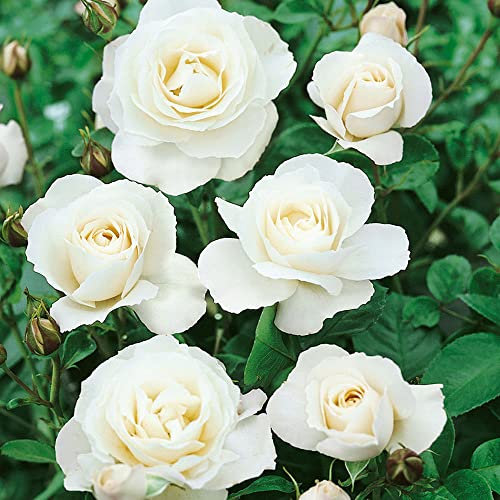 Rosa Korbin White - Free Flowering Polyantha Rose - Brighten and Highlight Garden Spaces - for Your Beautiful Garden