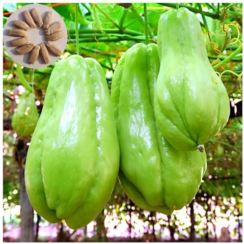30 Chayote Samen Premium-Saatgut, Frostresistente & Hitzeangepasste Chayotte Pflanzen | Ideal für Garten, Balkon, Gewächshaus (Samen)