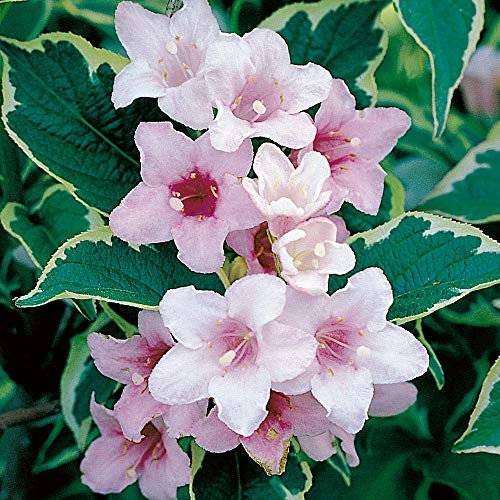 Weigela Shrub Florida Variegata Hardy Drought Tolerant Rose-Pink Blooms Funnel Shaped Flowers Easy to Grow Your Own Garden Flower Plants 2 x 9cm Pots by Thompson and Morgan