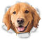 Sticker-Designs 10cm! Klebe-Folie Wetterfest Made-IN-Germany glücklich dunkel-Hell-beige Golden Retriever Hund D774 UV&Waschanlagenfest Auto-Aufkleber Profi-Qualität!L8
