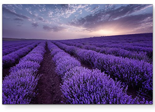 Paul Sinus Art Leinwandbilder | Bilder Leinwand 120x80cm Lavendel Feld