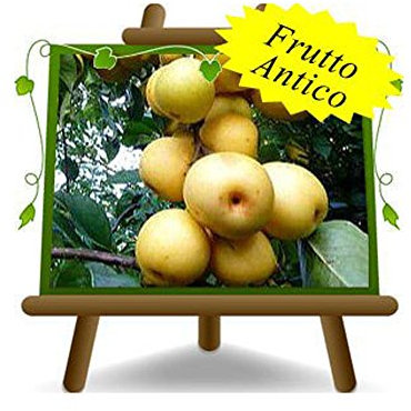 Nashi Shinseiki - Obstpflanzen auf Blumentopf einer Vase von 20 - Baum max 170 cm – 2 Jahre Anbau Italien