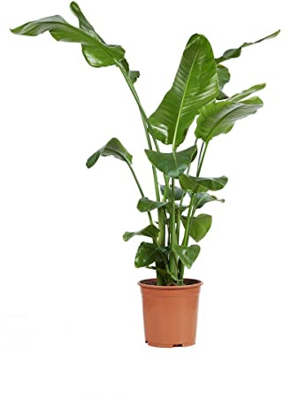 PLNTS - Strelitzia Nicolai Paradiesvogelblume - Zimmerpflanze - Zimmerpflanzen, Pflanzen Echt, Nachhaltige Verpackung - 27cm Topf - Höhe 160cm - Direkt von der Gärtnerei
