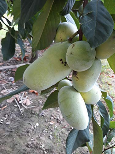 PIANTA ASIMINA TRILOBA BANANO DI MONTAGNA PRIMIA,SUNFLOWER