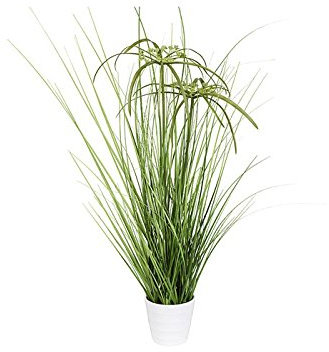 Cyperus-Gras im Topf 56cm