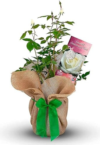 Carbeth Plants Emerald Wedding Rose Bush – 55th Emerald Anniversary Rose, Gift Wrapped