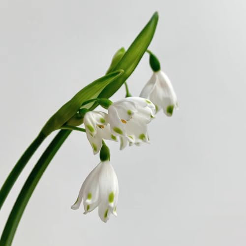 10 pcs märzenbecher zwiebeln kaufen - Leucojum vernum - deko wohnzimmer bonsai märzenbecher pflanze Knollen pflanztöpfe, garten geschenke für frauen gartenblumen mehrjährig winterhart,
