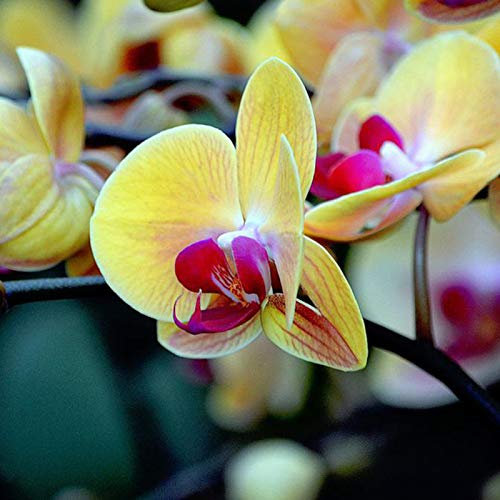 Phalaenopsis - 20 Farfalla-Orchideen für Zuhause, Garten, Garten, Garten, Bonsai, Gelbe Farben für Frauen, Kinder, Kinder, Fürsten, Regalo-Gärten