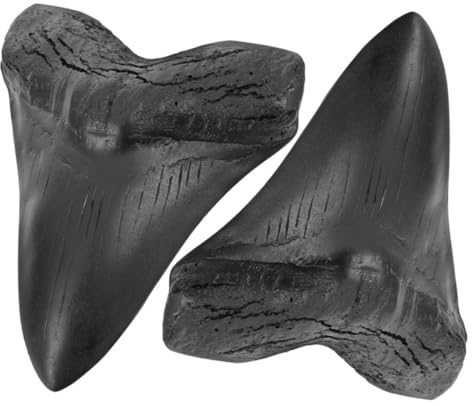 DECHOUS Megalodon Hai Zähne Nachbildung 2 Stück Riesenmodell aus Kunststoff Paläontologie Deko Sammlerstück