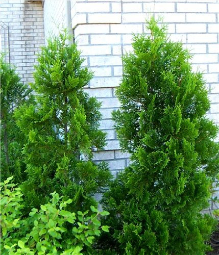 Thuja Lebensbaum Brabant 50-60 cm 25 St. Hecke Heckenpflanze Topfballen