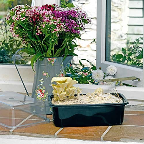 Grow Your Own Mushrooms, Windowsill Mushroom Growing Kit, Yellow Oyster, Easy to Use, Supplied by Suttons