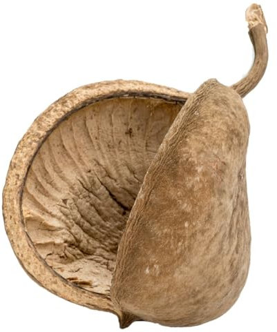NaDeco Buddha-Nuss in Natur, Größe ca. 8-15cm | Buddha Nut | Pterygota alata | Buddhanuts | Buddhanuss | Exotische Trockenfrucht | Terrarien-Deko | Terrarium-Dekoration | Exotische Dekoration