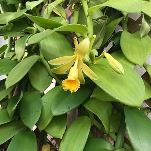 Semillas de vainilla - semillas orgánicas de vainilla、 Plantas de jardín perennes resistentes, semillas de plantas plantas verdes, plantas de interior, decoración de oficina Decoración 200pcs