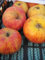 Malus Roter Gravensteiner - Herbstapfel Roter Gravensteiner
