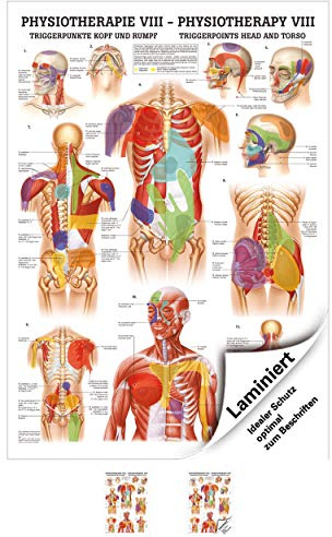 Sport-Tec Triggerpunkte Kopf und Rumpf Mini-Poster Anatomie 34x24 cm med. Lehrmittel
