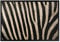 Bilderwelten Fußmatte - Zebrafell, Größe HxB: 50cm x 70cm