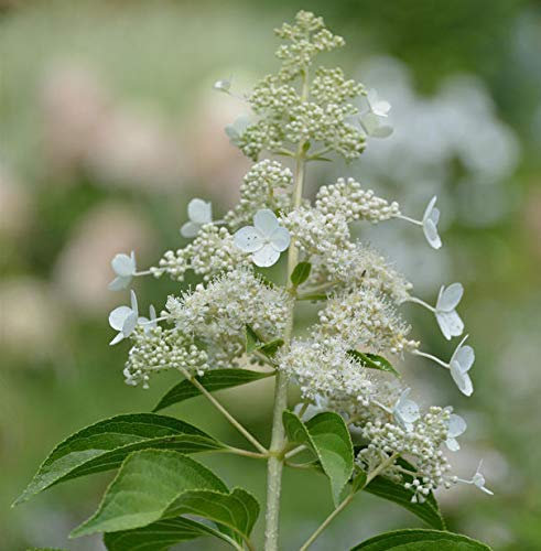 Rispen Hortensie Kyushu 80-100cm - Hydrangea paniculata - lebende Gartenpflanze aus den Baumschulen