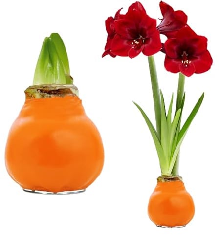 Amaryllis in Wachs Gewachst Pflegeleicht - Orange - 2 Zwiebeln | Gewachste Amaryllis-Zwiebel aus Holland, Großformat 28/30, ohne Topf und Erde, ohne Gießen (kein Samen, nicht künstlich)