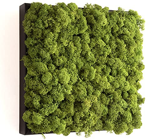 ROSEMARIE SCHULZ Heidelberg Moosbild Pflanzenbild Wandbild Wanddekoration aus konserviertem Moos 30x30 cm Islandmoos