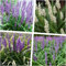 4 x Liriope muscari Kollektion im 1 Liter Topf (Ziergras/Staude/Winterhart/Mehrjährig/Stauden/Immergrün) Lilientraube Mix - Vielfalt in Eleganz für jeden Garten - von Stauden Gänge