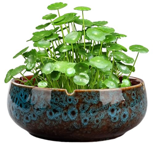 MOUNTTU Lotus Bowl Pflanzer, 6,5 x 2,5 Zoll runde Keramikpflanztöpfe, Vintage Decorative Lotus Blumenschale, Nicht -Slip -Wasserlily -Schüssel für saftige Pflanzen